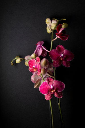 ornament of different colored flowers in vase and closeupの写真素材