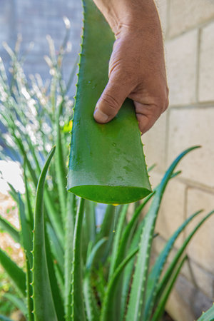 aloe in garden being cut from the base on sunny dayの写真素材