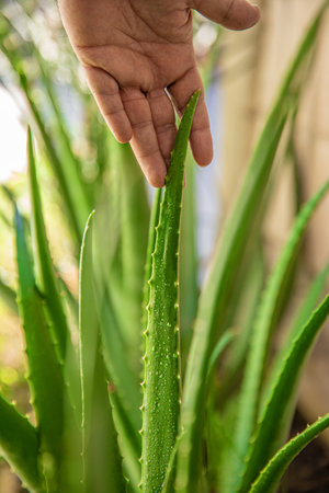aloe in garden being cut from the base on sunny dayの写真素材