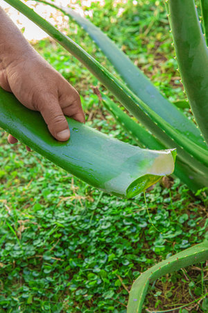 aloe in garden being cut from the base on sunny dayの写真素材