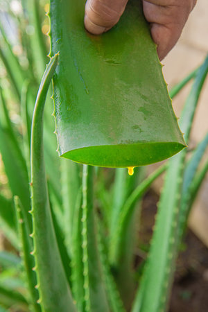 aloe in garden being cut from the base on sunny dayの写真素材
