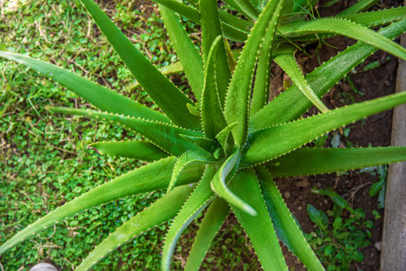 aloe in garden being cut from the base on sunny dayの写真素材