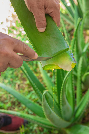 aloe in garden being cut from the base on sunny dayの写真素材