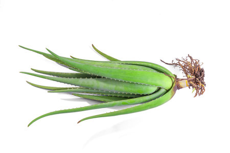 aloe in garden being cut from the base on sunny dayの写真素材
