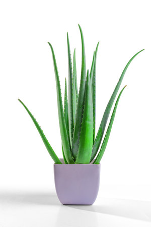 aloe in garden being cut from the base on sunny dayの写真素材