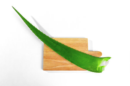aloe in garden being cut from the base on sunny dayの写真素材
