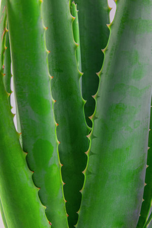 aloe in garden being cut from the base on sunny dayの写真素材