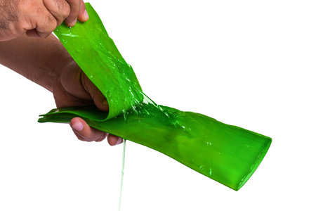 aloe in garden being cut from the base on sunny dayの写真素材