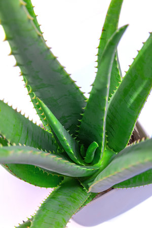 aloe in garden being cut from the base on sunny dayの写真素材