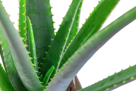 aloe in garden being cut from the base on sunny dayの写真素材