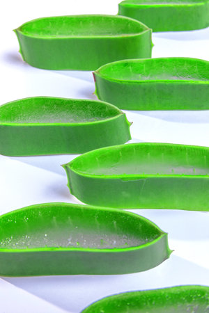 aloe in garden being cut from the base on sunny dayの写真素材
