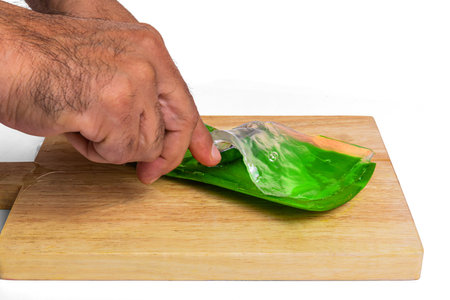 aloe in garden being cut from the base on sunny dayの写真素材