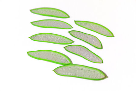 aloe in garden being cut from the base on sunny dayの写真素材