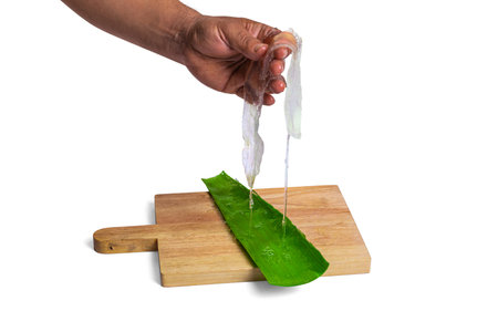 aloe in garden being cut from the base on sunny dayの写真素材
