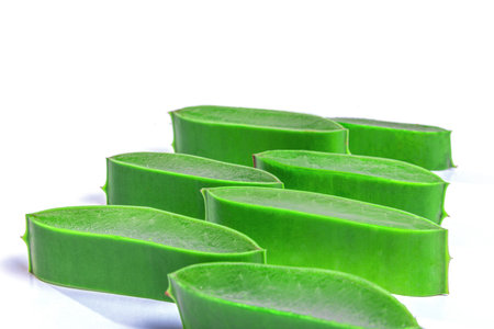 aloe in garden being cut from the base on sunny dayの写真素材