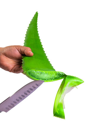 aloe in garden being cut from the base on sunny dayの写真素材