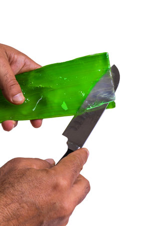 aloe in garden being cut from the base on sunny dayの写真素材