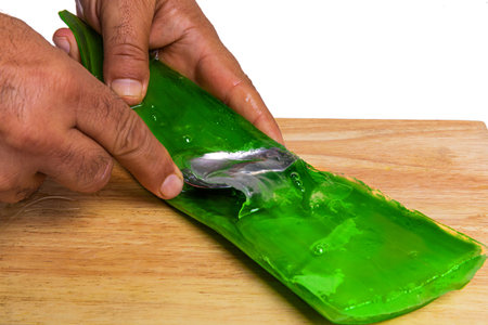 aloe in garden being cut from the base on sunny dayの写真素材