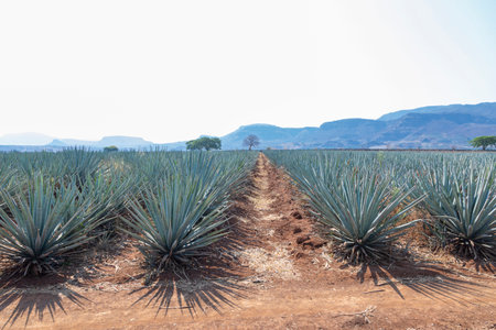 Landscape of agave plants to produce tequila. Mexico.の写真素材
