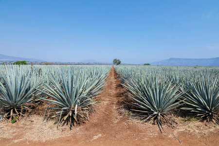 Landscape of agave plants to produce tequila. Mexico.の写真素材