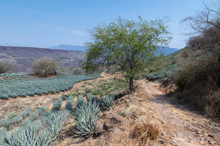 Landscape of agave plants to produce tequila. Mexico.の写真素材