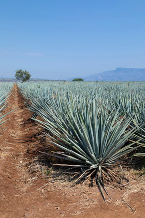 Landscape of agave plants to produce tequila. Mexico.の写真素材