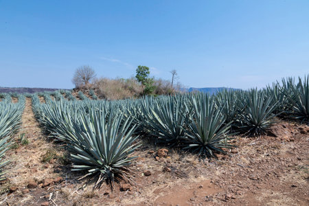 Landscape of agave plants to produce tequila. Mexico.の写真素材