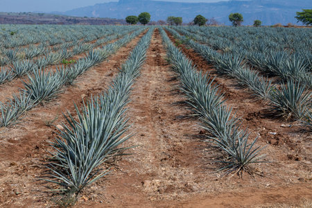 Landscape of agave plants to produce tequila. Mexico.の写真素材