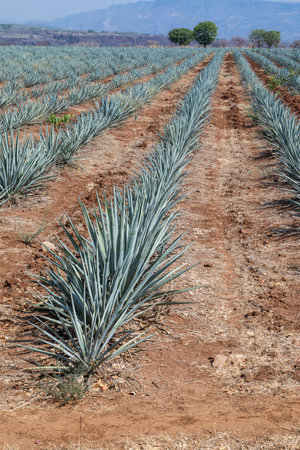 Landscape of agave plants to produce tequila. Mexico.の写真素材