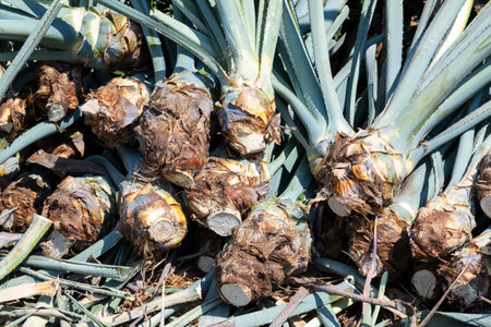 Landscape of agave plants. Mexico.の写真素材