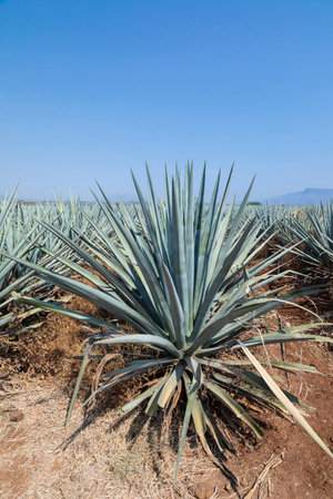 Landscape of agave plants. Mexico.の写真素材