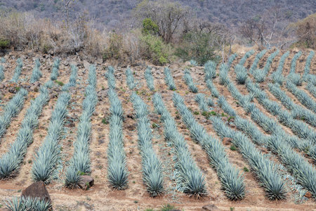Landscape of agave plants. Mexico.の写真素材