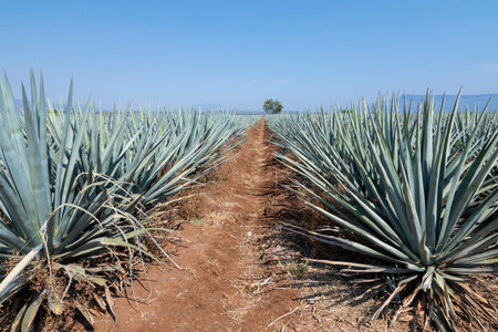 Landscape of agave plants. Mexico.の写真素材