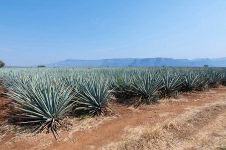 Landscape of agave plants. Mexico.の写真素材