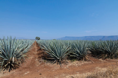 Landscape of agave plants. Mexico.の写真素材
