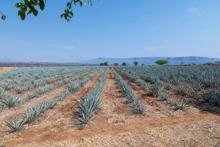 Landscape of agave plants. Mexico.の写真素材