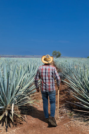 Man working the field of agave industry in Tequila, Jalisco, Mexico.の写真素材