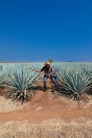Typical man working the field of agave industry in Tequila, Jalisco, Mexico.の写真素材