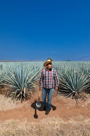 Typical man working the field of agave industry in Tequila, Jalisco, Mexico.の写真素材