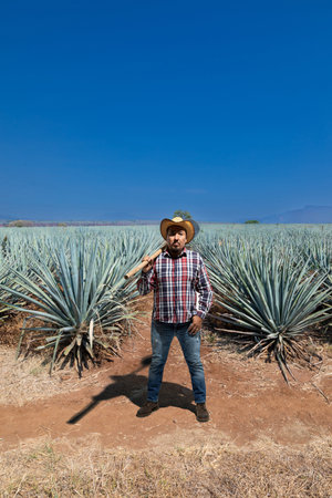 Typical Jimador man working the field of agave industry in Tequila, Jalisco, Mexico.の写真素材