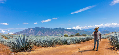 Typical Jimador man working the field of agave industry in Tequila, Jalisco, Mexico.の写真素材