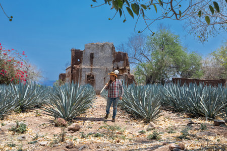 Typical Jimador man working the field of agave industry in Tequila, Jalisco, Mexico.の写真素材