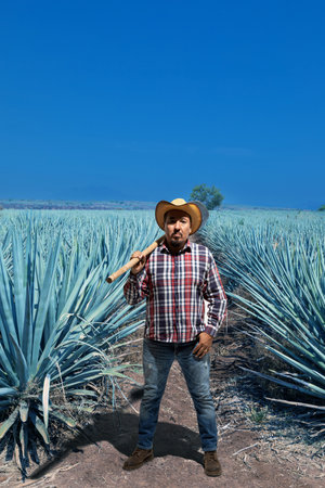 Typical Jimador man working the field of agave industry in Tequila, Jalisco, Mexico.の写真素材
