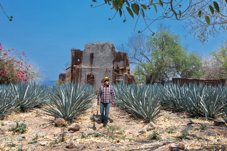 Typical Jimador man working the field of agave industry in Tequila, Jalisco, Mexico.の写真素材