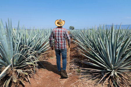Typical Jimador man working the field of agave industry in Tequila, Jalisco, Mexico.の写真素材
