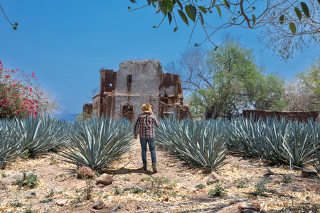 Typical Jimador man working the field of agave industry in Tequila, Jalisco, Mexico.の写真素材
