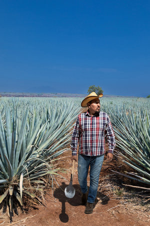 Typical man working the field of agave industry in Tequila, Jalisco, Mexico.の写真素材