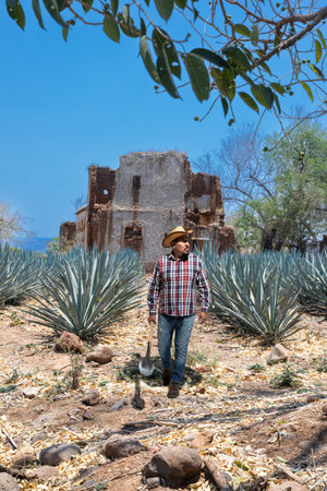 Typical man working the field of agave industry in Tequila, Jalisco, Mexico.の写真素材