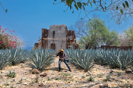 Typical Jimador man working the field of agave industry in Tequila, Jalisco, Mexico.の写真素材