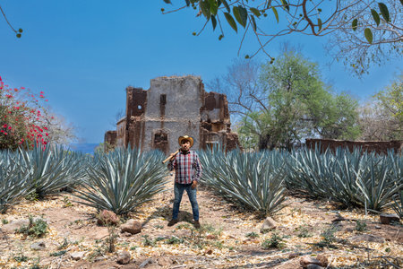 Typical Jimador man working the field of agave industry in Tequila, Jalisco, Mexico.の写真素材